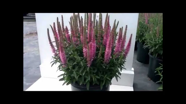 Veronica 'Giles Van Hees' - A terrific little pere...