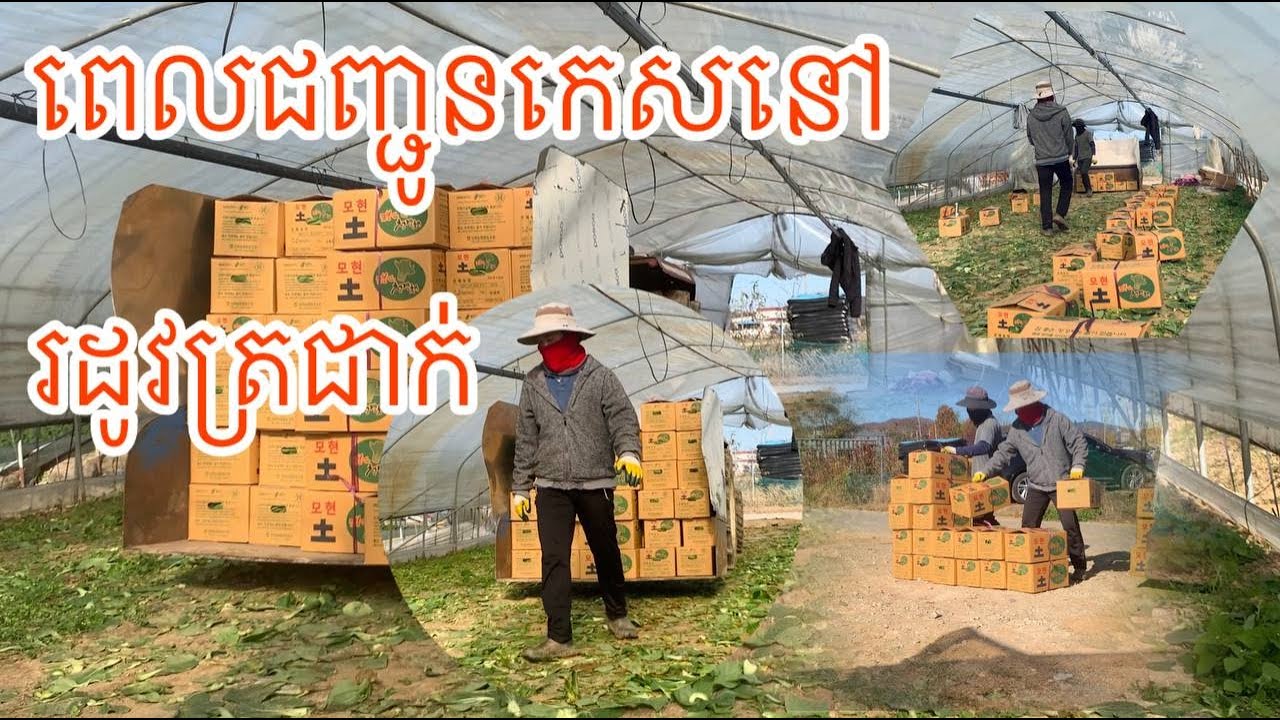 ការងារជញ្ជូនកេសនៅពេលរដូវរងា