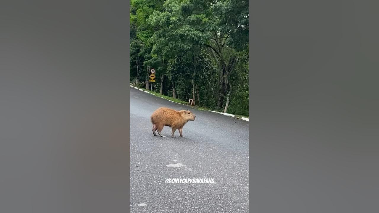 capivara #animaisengraçados #capybara #brasil #tiktok #br #cute