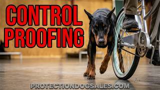 🚲 Bike Yield & Distractions! 11-Mo Doberman Gunny Shows Focus, Tricks & Control Proofing For Life