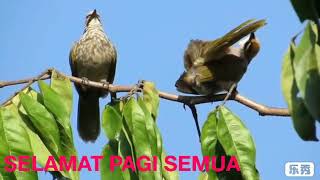 Selamat Pagi ditandai dengan Burung Berkicau