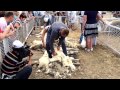 Стрижка овец Аскания Нова