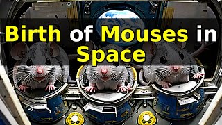 The Impact of Mouse Birth on Space: A Scientific Milestone