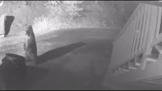 WEB EXTRA Bear Takes Garbage Bin