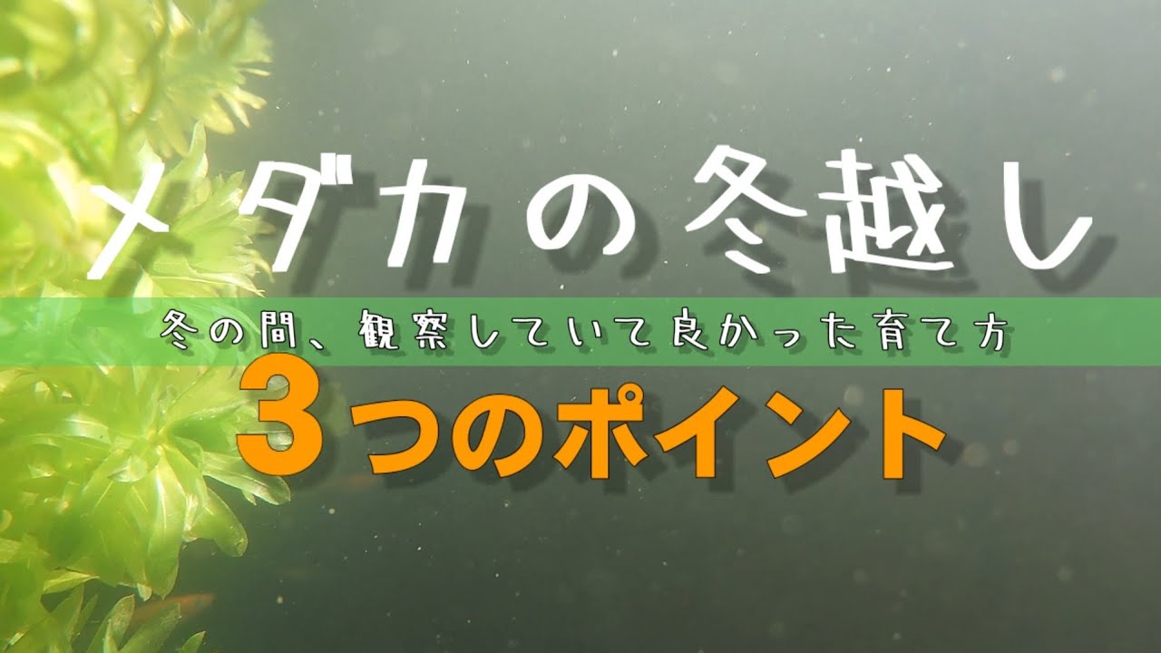 メダカの冬越し 冬の間 観察していて良かった育て方 ３つのポイント メダカの越冬 メダカの二世帯住宅 Psb Youtube