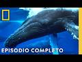Odiseas Oceánicas Épicas | Viajes Increíbles de Animales | Nat Geo en Español