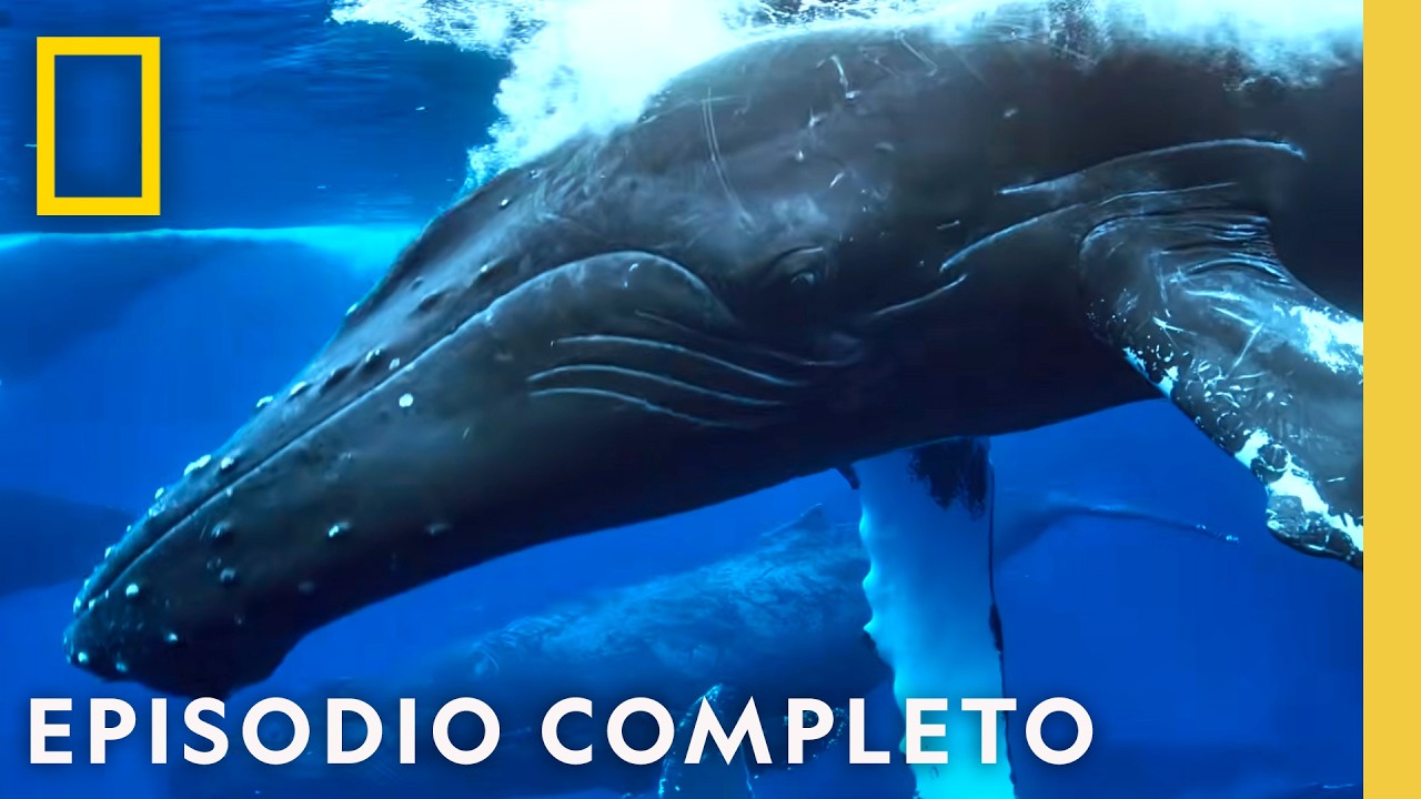 Odiseas Oceánicas Épicas | Viajes Increíbles de Animales | Nat Geo en Español