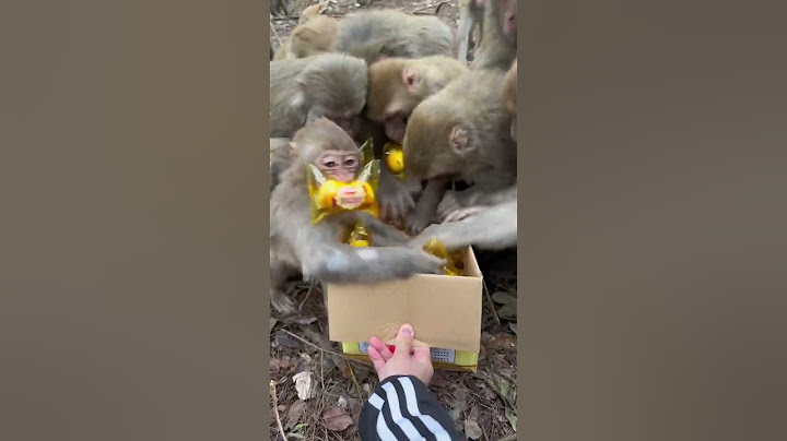 Funny monkey #104