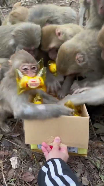 Funny monkey #104