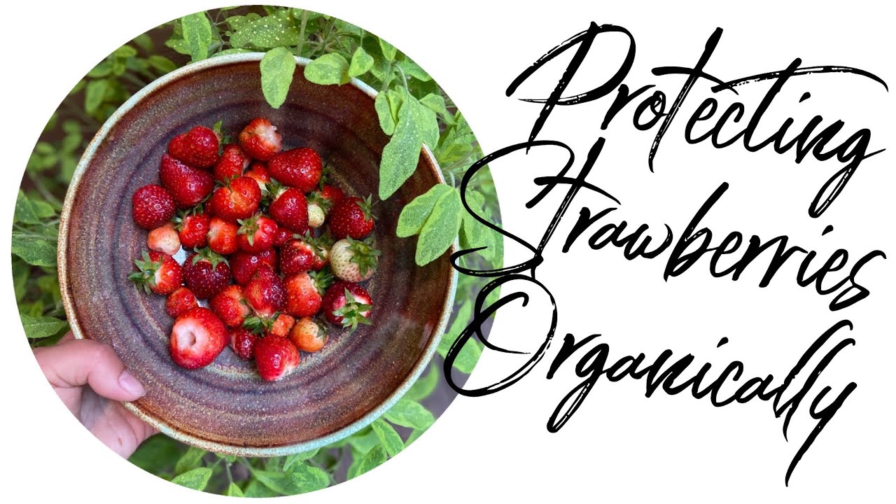 Organic Pest Control for Strawberries YouTube