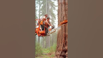 Precision Cutting: Felling a Massive Old Tree! #chainsaw#woodworking#treecutting