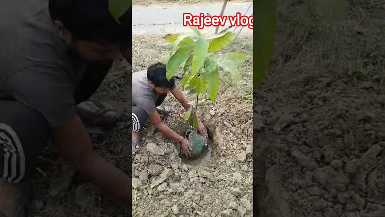 बृछा रोपड़// आज गांव में पेड़  लगाए दोस्तो 👨&zwj;⚕️✅❤️= #गांव #पेड़ #पेड़लगाओ