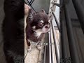 今日のこげまる。カオスな家族に囲まれる末っ子こげまるの1日に密着。 #チワワ #chihuahua #元気になる動画 #犬のいる生活 #犬の気持ち