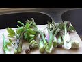 山菜の季節 ②