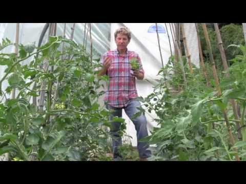 Video: Informazioni sul basilico viola di Osmin: suggerimenti per la coltivazione di erbe di basilico Osmin