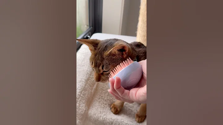 Video 8983191: cat kitten pets funnycat, kitten pet animal funnycat, cat kitten pets funny, cat pet animals beautiful