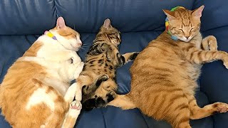 仲良く同じ姿勢で寝る子猫と先住猫