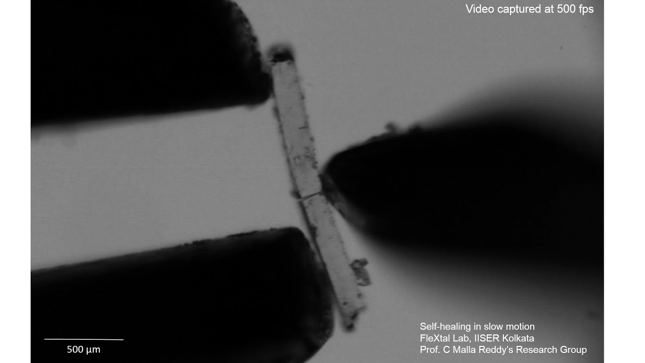 Autonomous self-repair in piezoelectricmolecular crystals