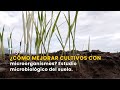 ¿Cómo mejorar cultivos con microorganismos? Estudio microbiológico del suelo - TvAgro por Juan Angel