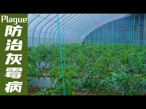 Video: Masalah Dalam Menanam Tomato. Bahagian 2