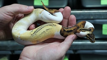 Amazing Ball Pythons with Garrick DeMeyer! - The Reptile Channel EPISODES