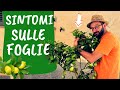 LIMONE CHE PERDE LE FOGLIE: cause e soluzioni. Coltivare limoni in vaso sani