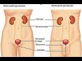 Выделительная система  Почки