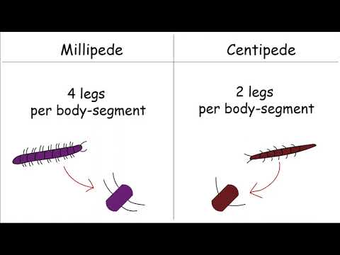 What&rsquo;s the difference between millipedes and centipedes?