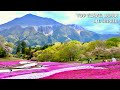Mountain Hitsujiyama Chichibu Saitama Japan【羊山公園】| Top unique Japan travel spots |#explorejapan #4k