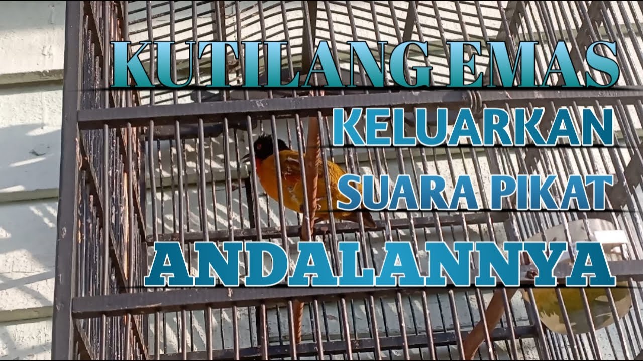 заманчивый звук золотых зябликов gacor гарантированно приманит диких золотых зябликов, услышать его