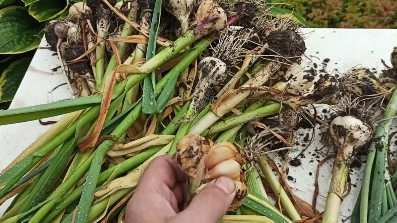 Гниет чеснок - что делать?