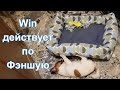 День семнадцатый. Win двигает дом по Фэншую.