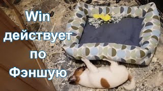 День семнадцатый. Win двигает дом по Фэншую.