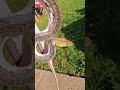 🔥🔥🔥 #shorts #reticulatedpython #reptiles #snake