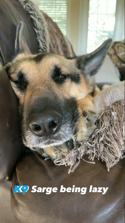 K9 Sarge being lazy