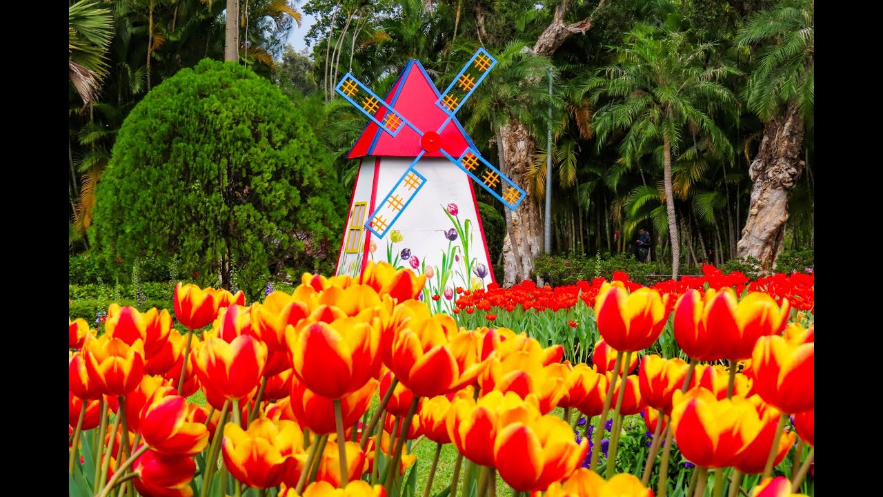 2026 02 23 士林官邸鬱金香預展 #賞花  #散步＃園藝 ＃古蹟 ＃鬱金香