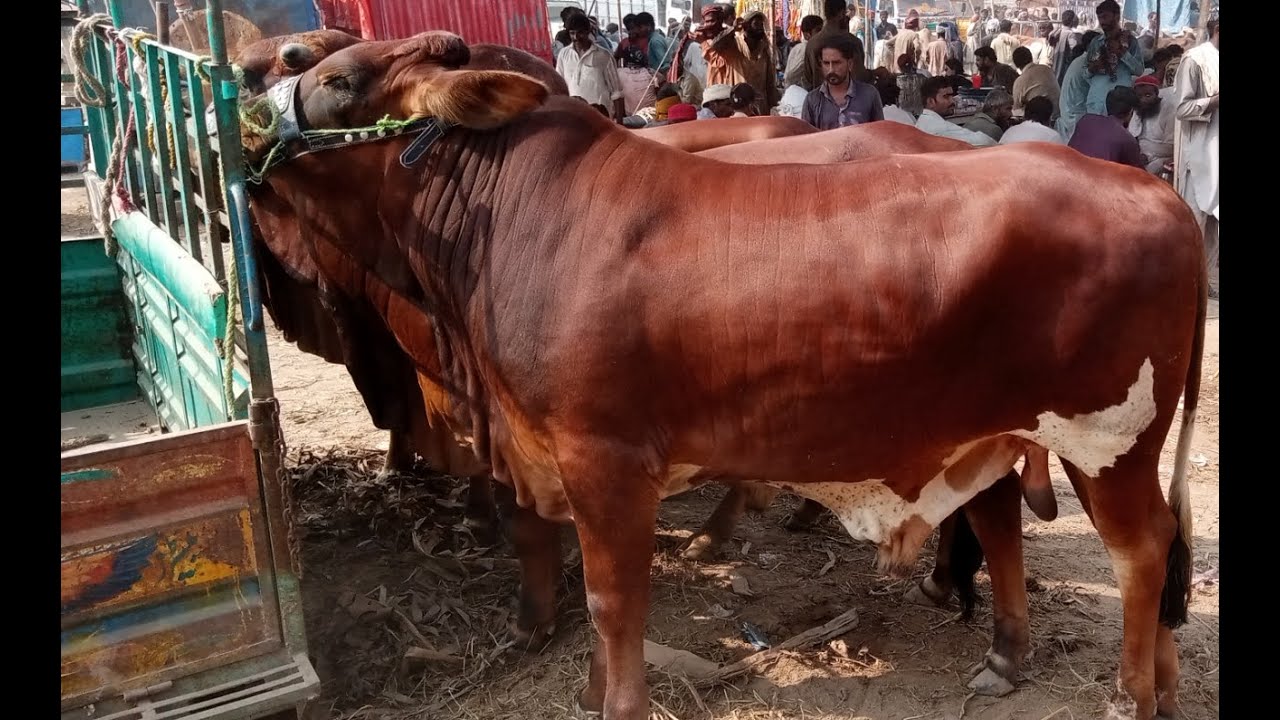 VVIP Latt Ka Mall Kam Range My Multan Mandi Siyal Cattle Farm YouTube vvip-latt-ka-mall-kam-range-my-multan-mandi-siyal-cattle-farm-youtube