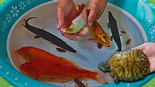 Turtle Ping Pong Guppy Goldfish Carps Betta Ram Tiger Barb Koi Fish Angelfish Animals Video