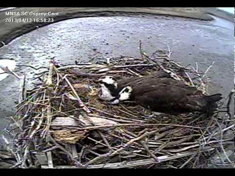 MNSA Osprey-Cam: 4/13/13 Egg 2