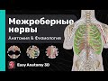 Межреберные нервы: Анатомия &amp; Физиология | Периферическая нервная система | Easy Anatomy
