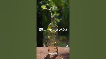 سورة الفلق ( قل اعود برب الفلق) بصوت رائع وجميل
