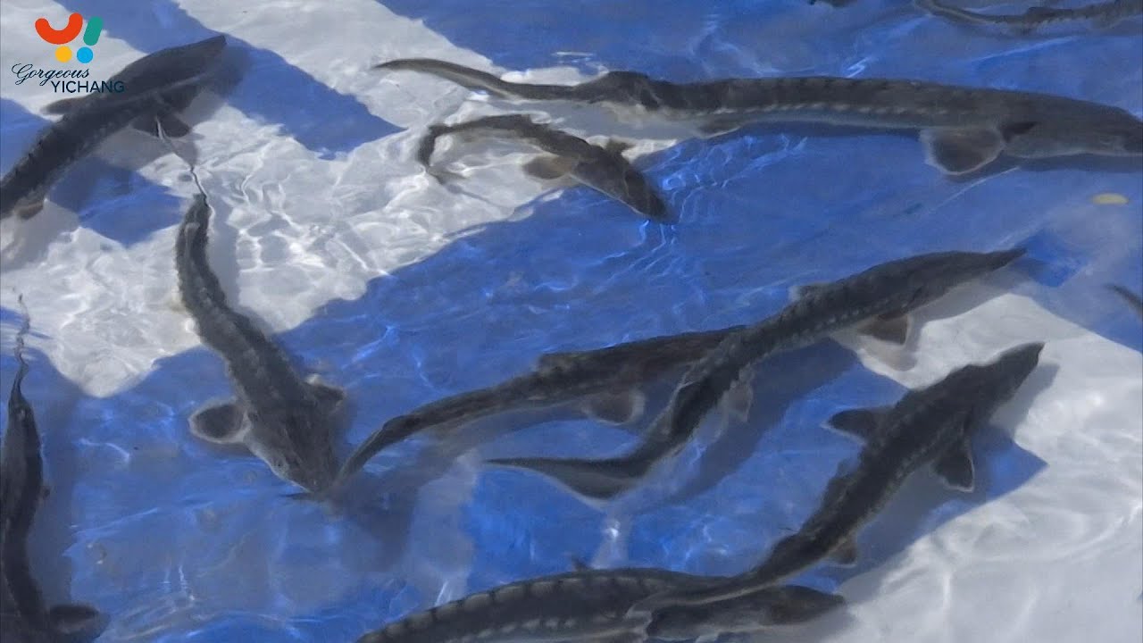 10,000 Chinese sturgeons released into Yangtze Rive