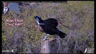 Hellgate Canyon Ospreys 2025 ~ A Fish 🐟For Iris From Mystery Male, May 07, 2025