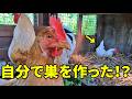 何気なくワラを置いたら…ニワトリ達が勝手にDIYしてた！？　395話目