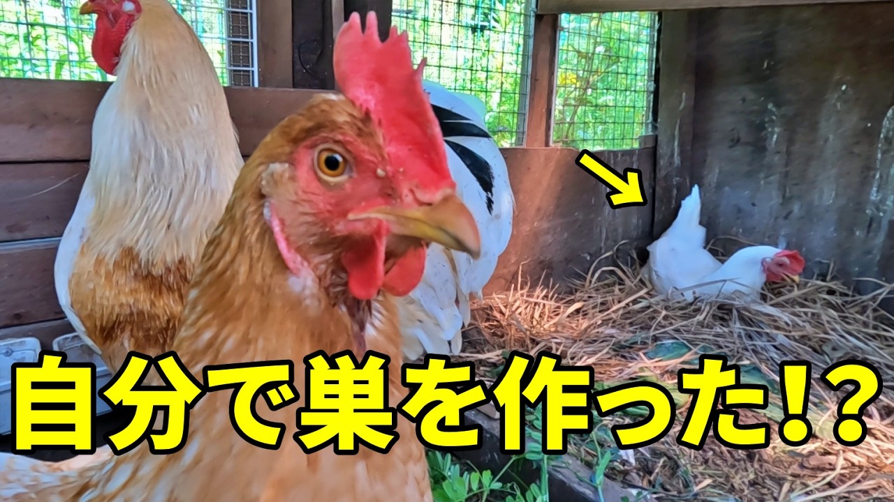 何気なくワラを置いたら…ニワトリ達が勝手にDIYしてた！？　395話目