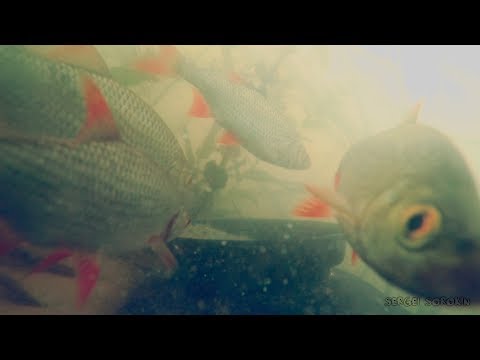 Вся РЫБА собралась на ПРИКОРМКУ ДЛЯ КАРАСЯ!!! Подводная съёмка