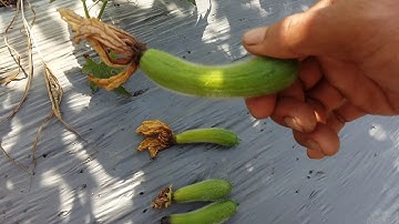 Bí đao bị teo trái. Nguyên nhân và cách khắc phục