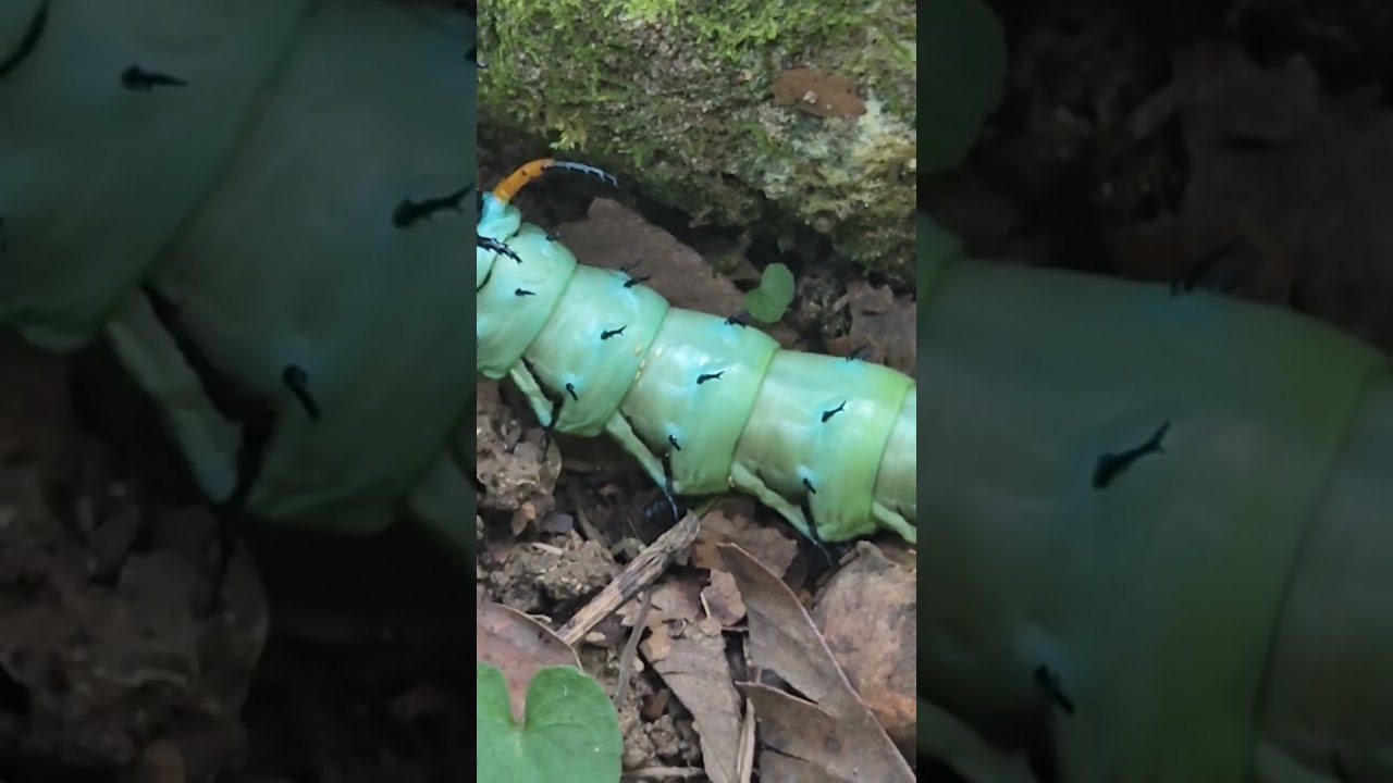 Hickory Horned Devil