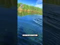 That's one big fish 🐟😲                         🎥: TikTok / thebeckster7