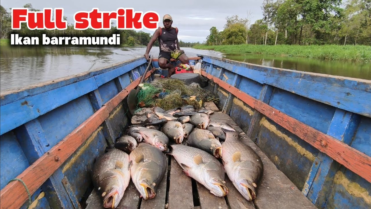 Bikin iri para pemancing! Mancing di sini ikan kakapnya ngak habis-habis. Spot kali maro Merauke